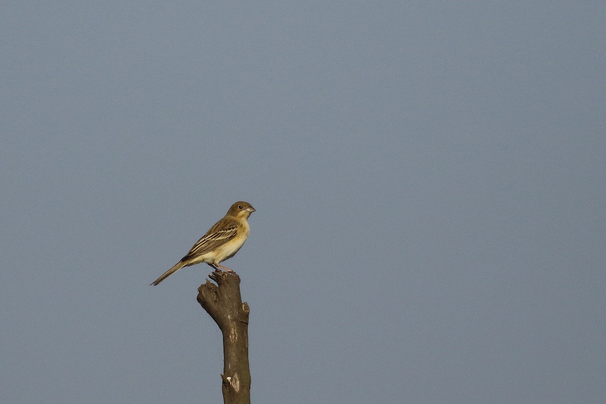 Red-headed Bunting - ML647455207