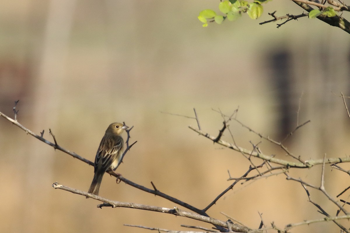 Red-headed Bunting - ML647455208