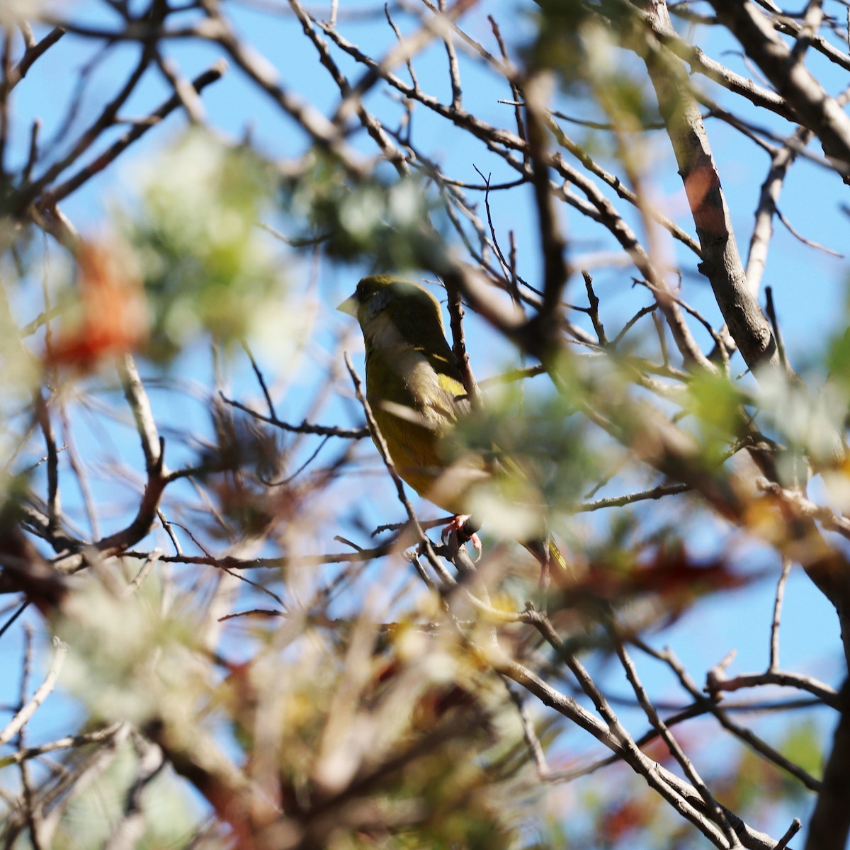European Greenfinch - ML647455211
