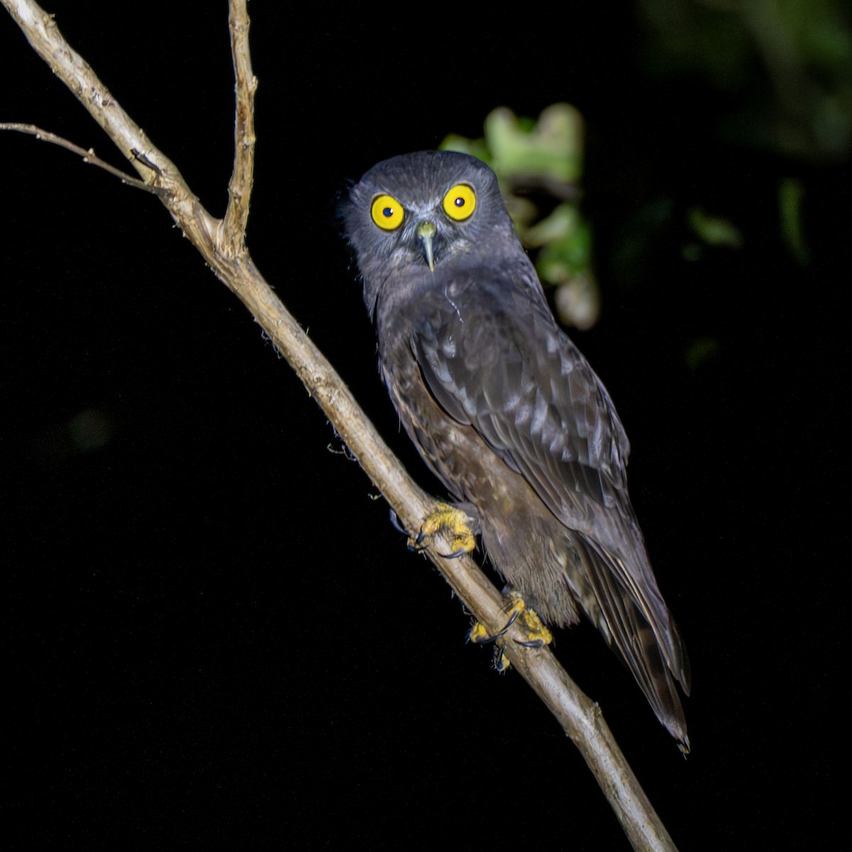 Hume's Boobook - ML647455213