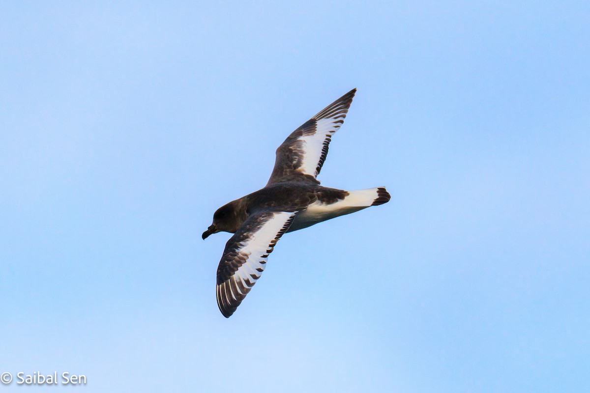 Antarctic Petrel - ML647455214