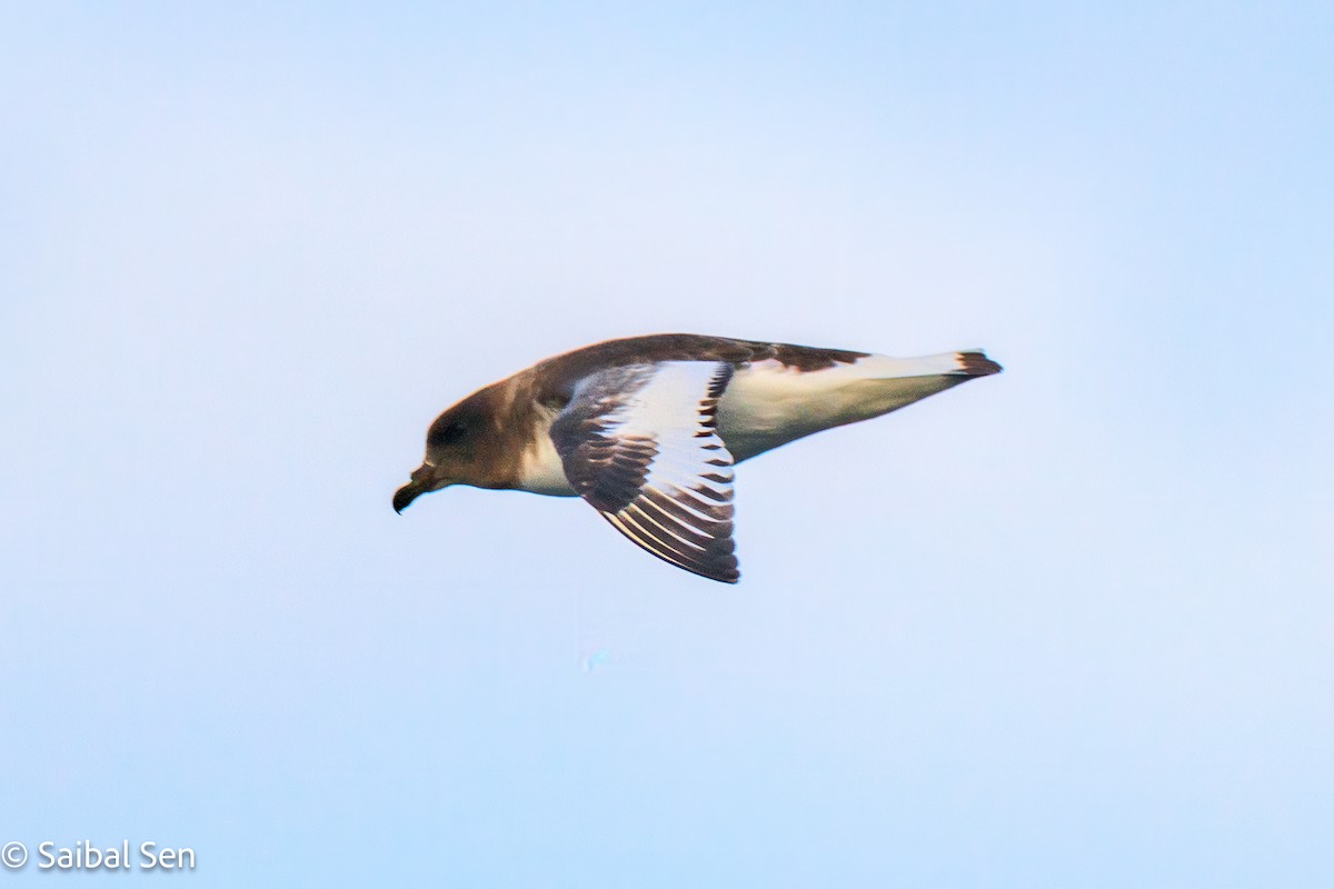 Antarctic Petrel - ML647455215