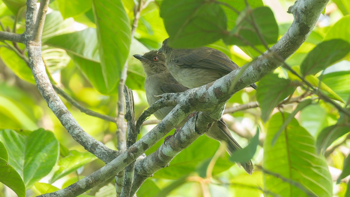 Red-eyed Bulbul - ML647455217