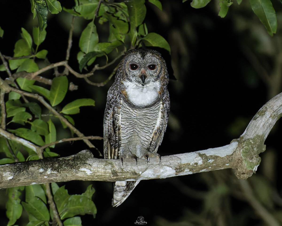 Mottled Wood-Owl - ML647455218