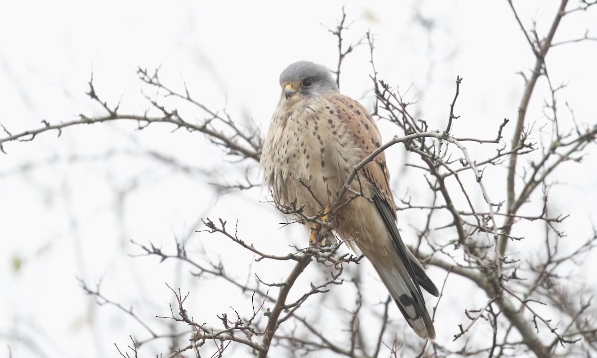 Eurasian Kestrel - ML647455219