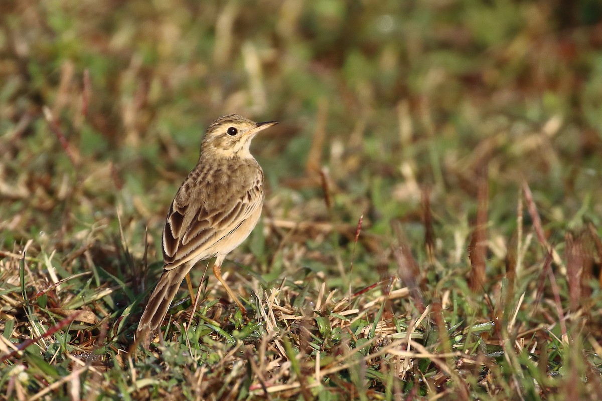 Paddyfield Pipit - ML647455220
