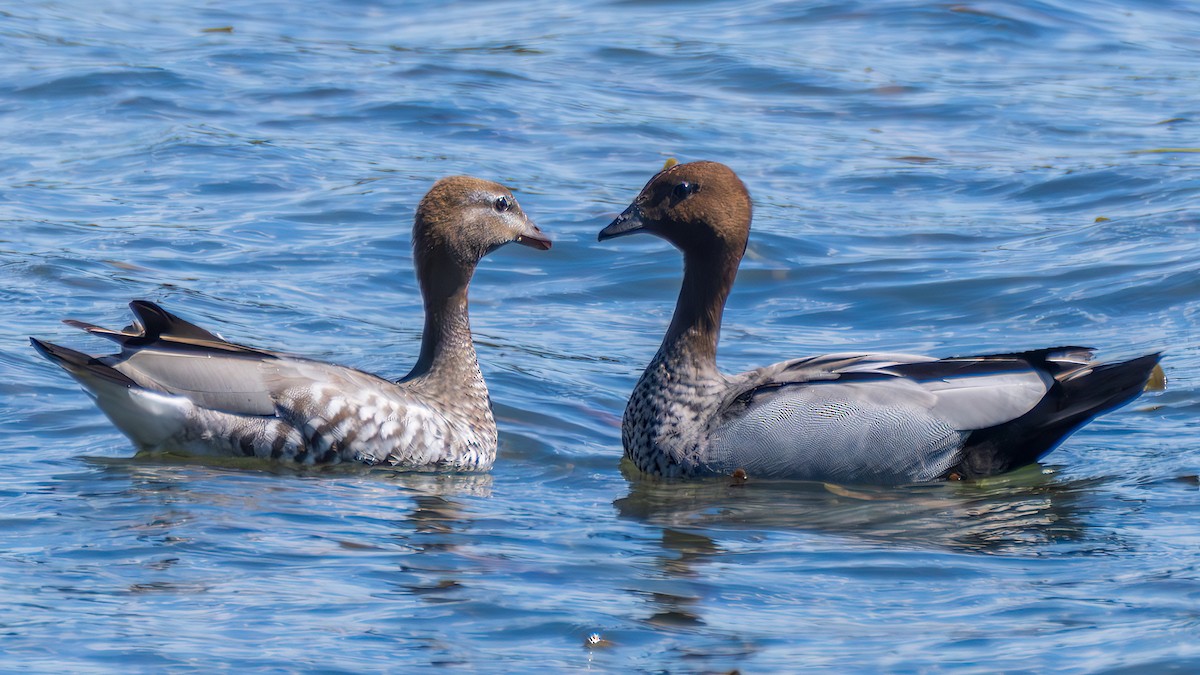 Maned Duck - ML647455221