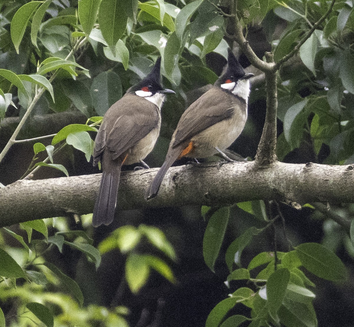 Red-whiskered Bulbul - ML647455222