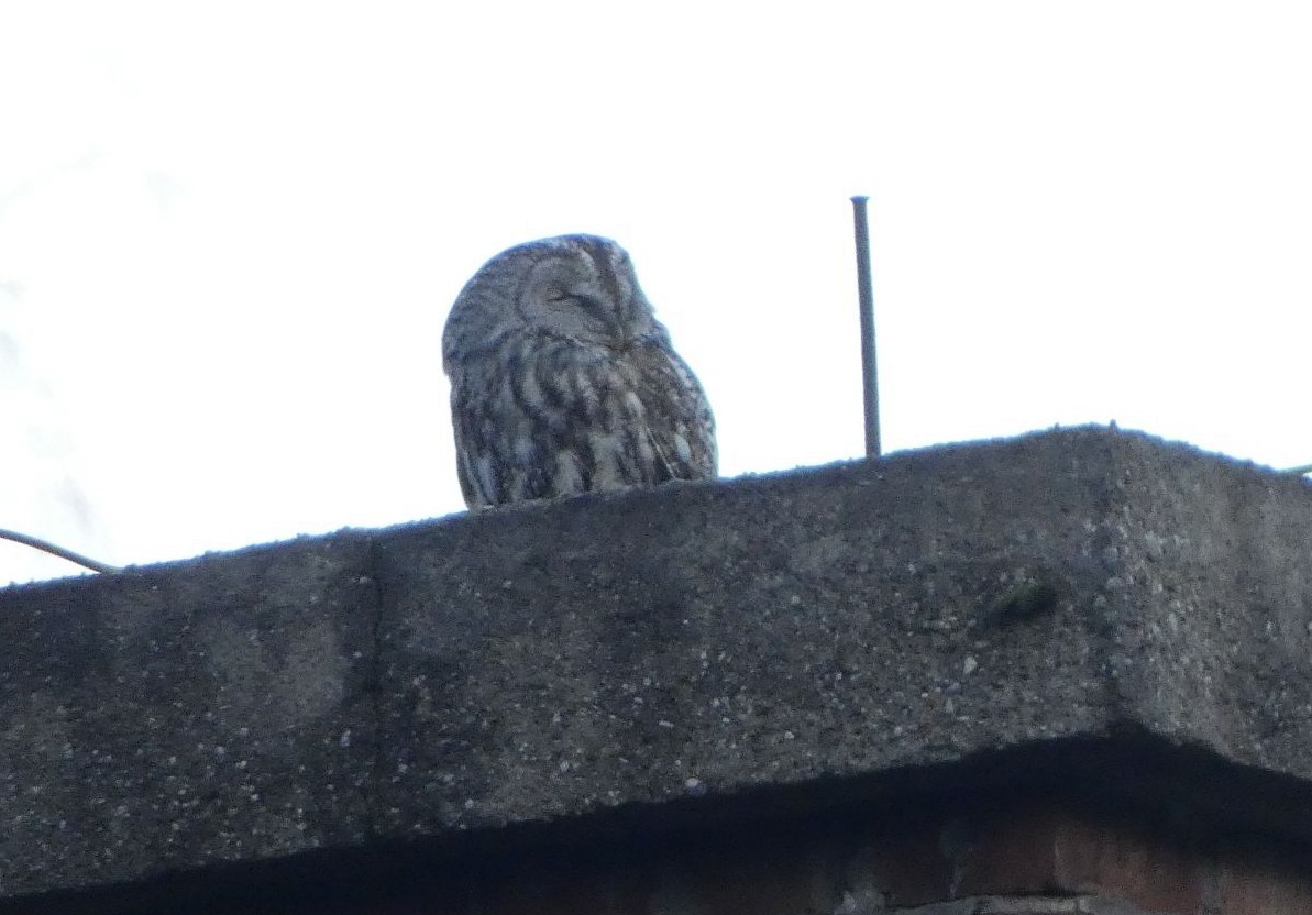 Tawny Owl - ML647455223