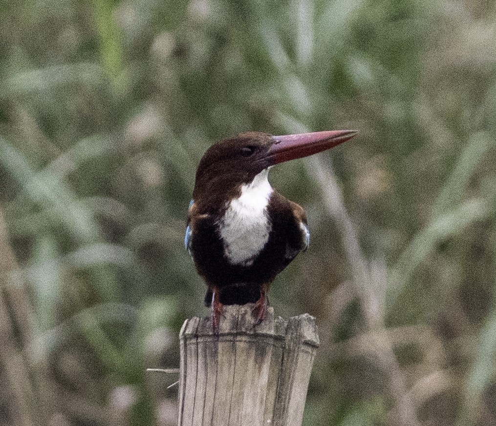 White-throated Kingfisher - ML647455225