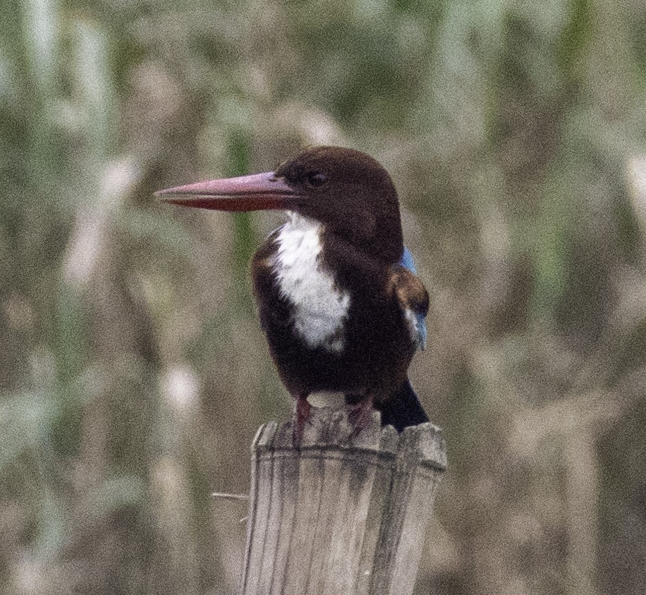 White-throated Kingfisher - ML647455226