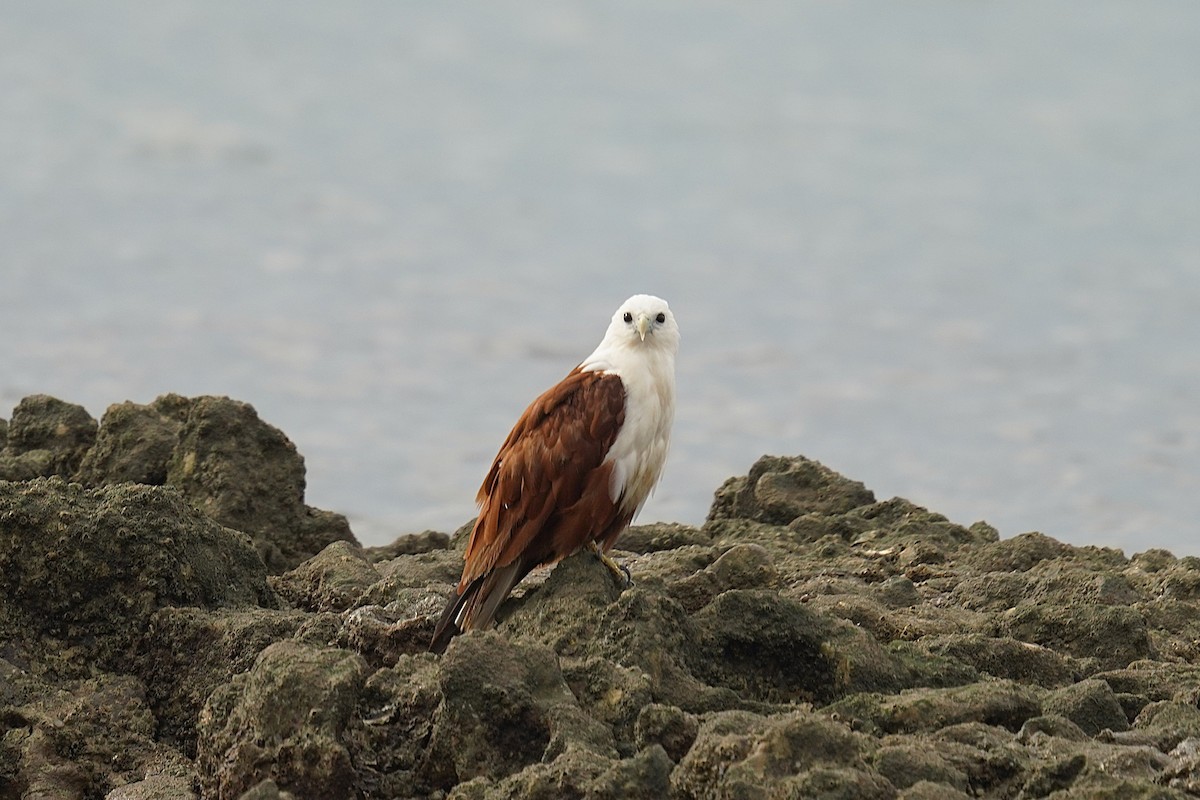Brahminy Kite - ML647455227