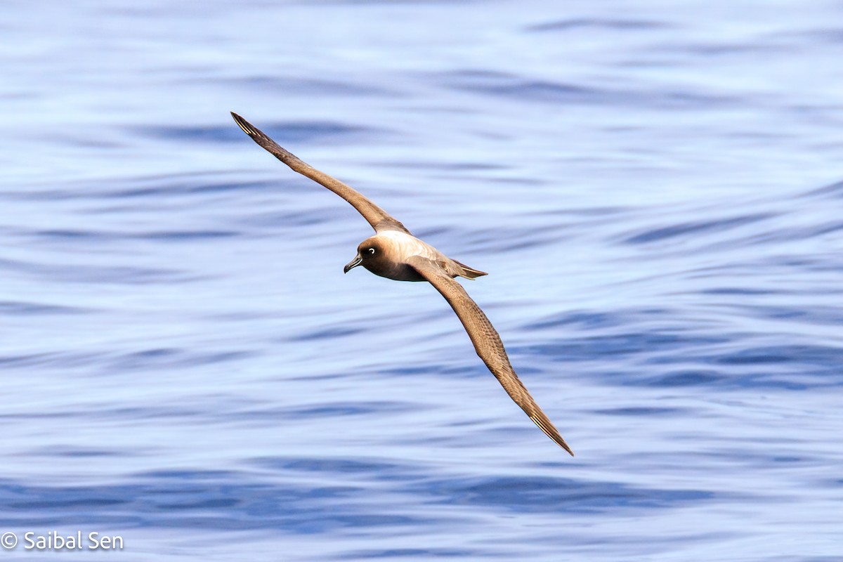 Light-mantled Albatross - ML647455229