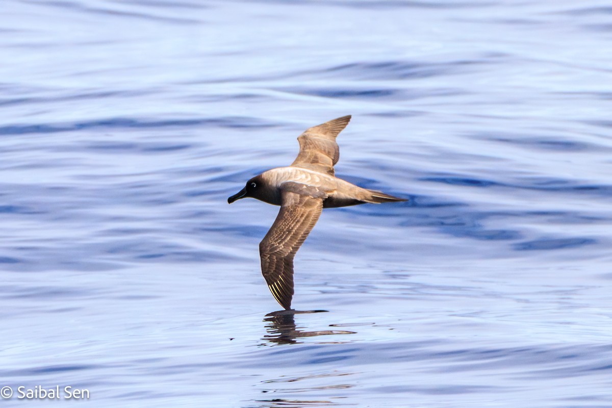 Light-mantled Albatross - ML647455230