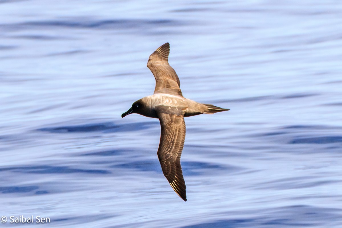 Light-mantled Albatross - ML647455231