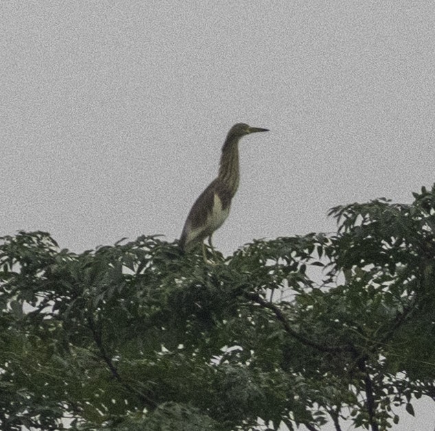 Yellow Bittern - ML647455232