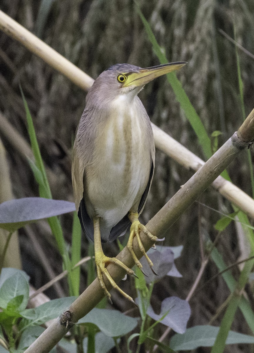 Yellow Bittern - ML647455233