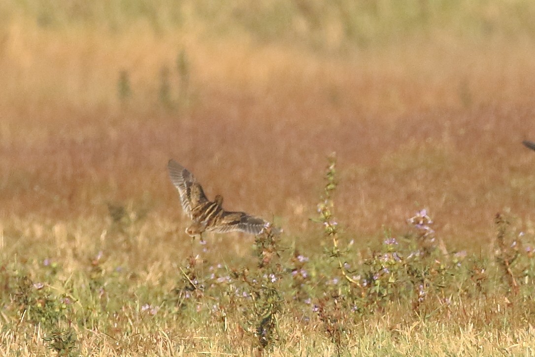 Common Snipe - ML647455234