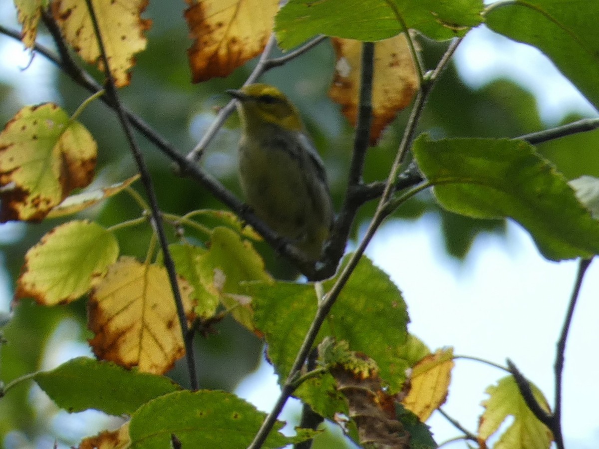 Black-throated Green Warbler - ML647455235