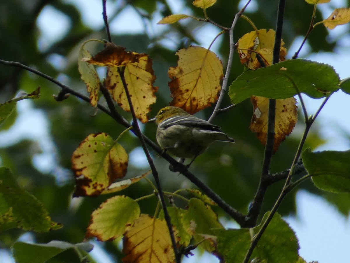 Black-throated Green Warbler - ML647455236