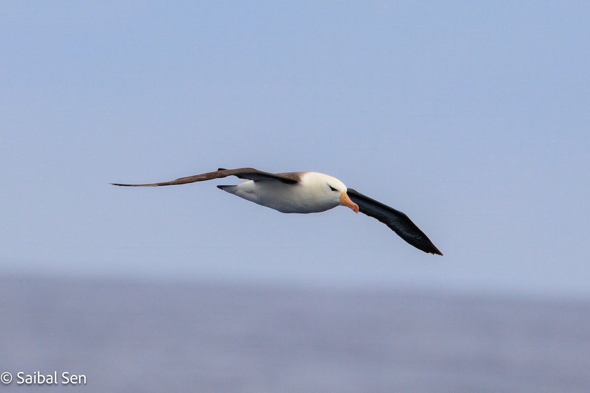 Black-browed Albatross - ML647455237