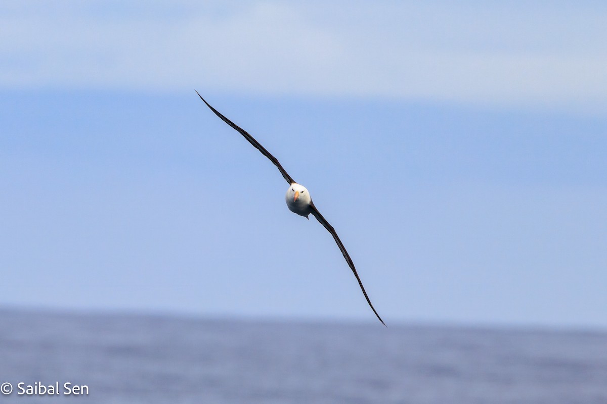 Black-browed Albatross - ML647455238
