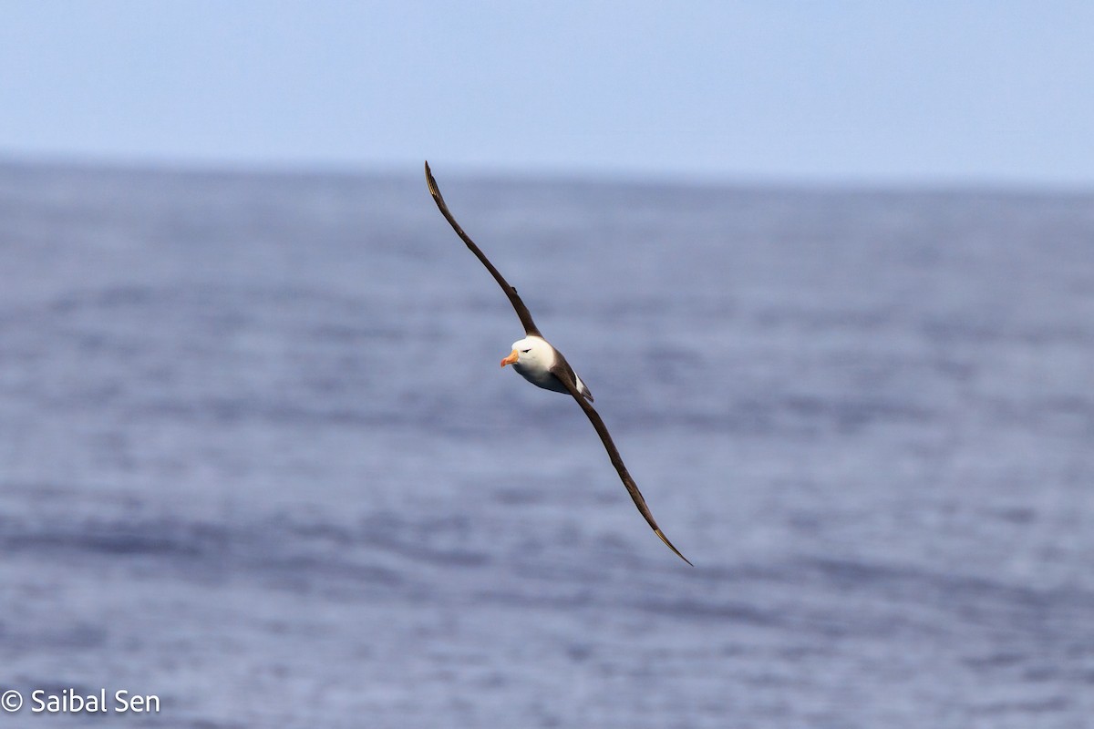 Black-browed Albatross - ML647455239