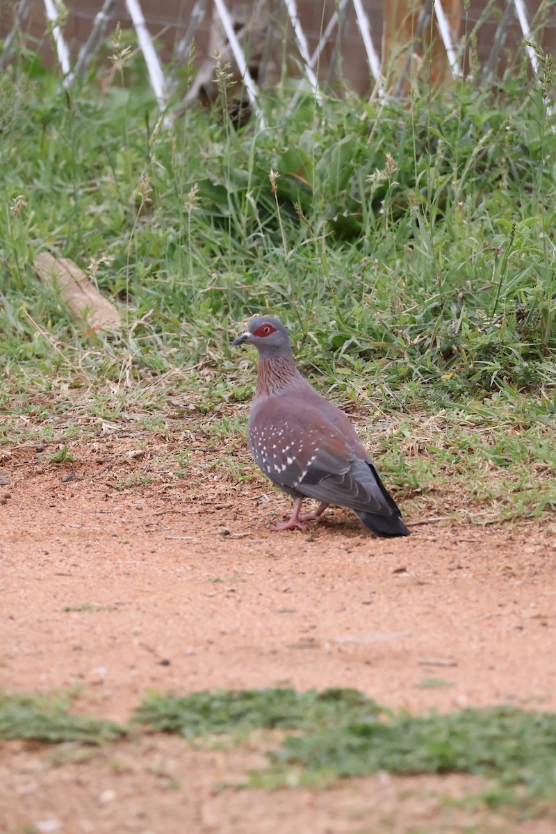 Speckled Pigeon - ML647455245
