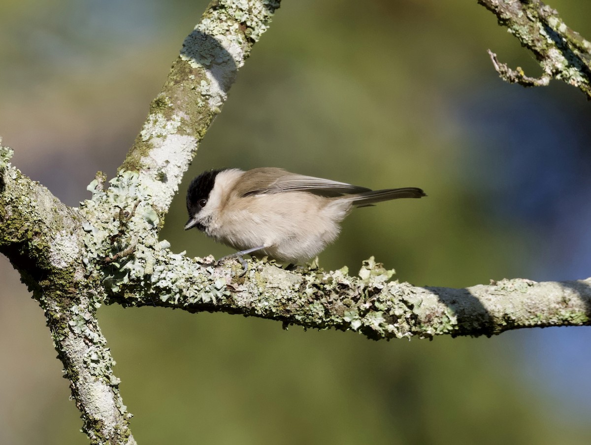 Mésange nonnette - ML647455248