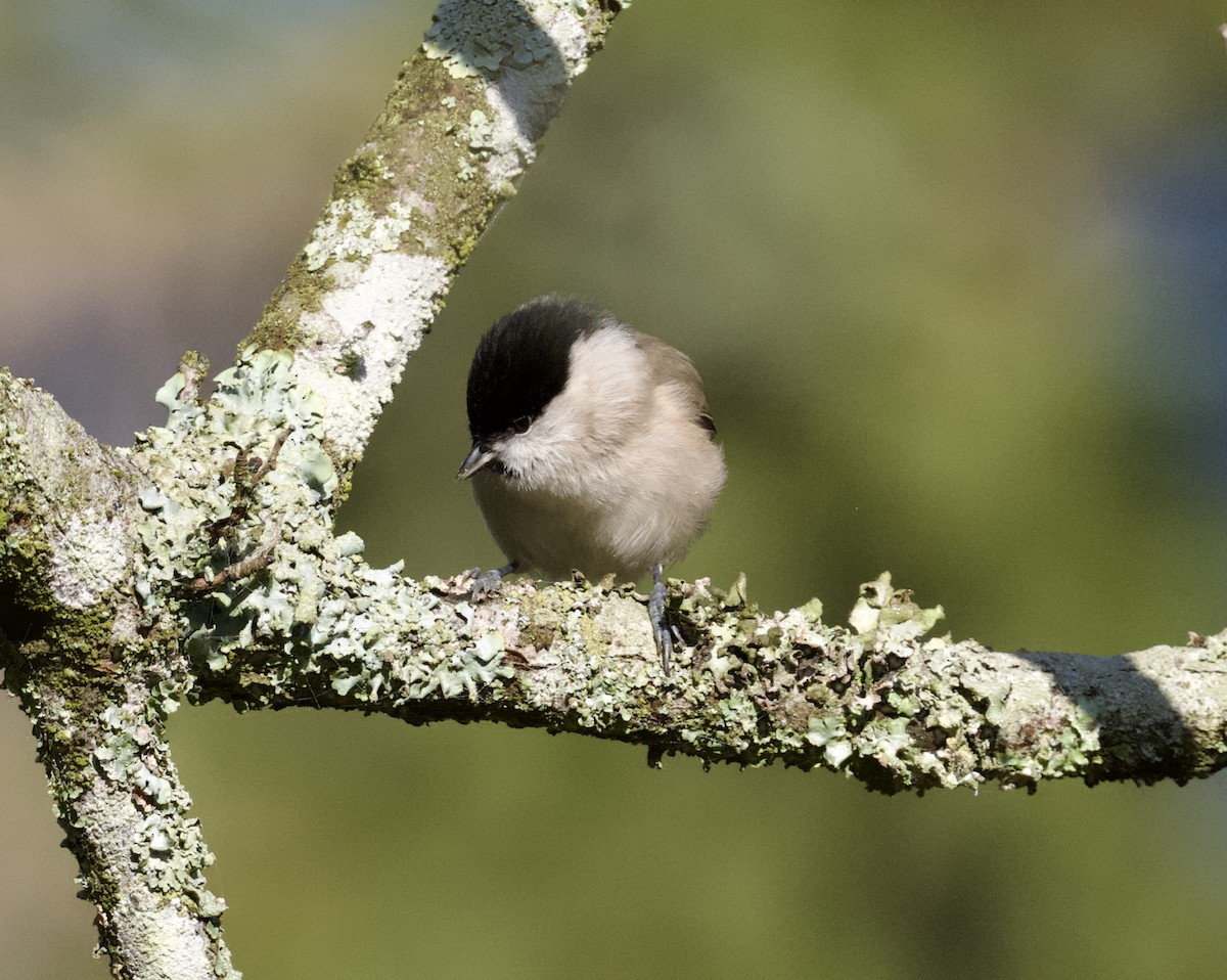 Mésange nonnette - ML647455249