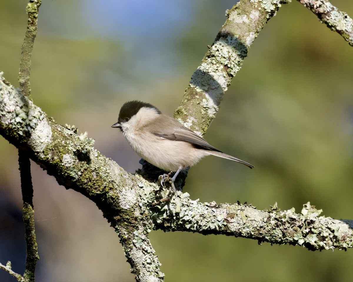 Mésange nonnette - ML647455250