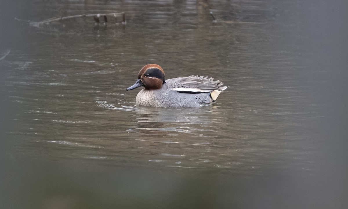 Sarcelle d'hiver - ML647455251