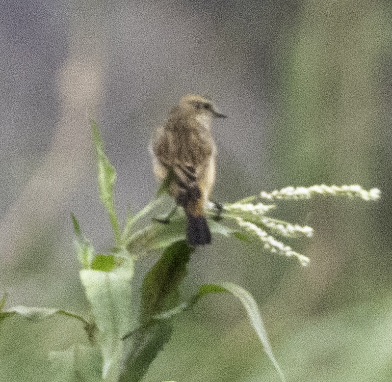 Tarier de Stejneger - ML647455252