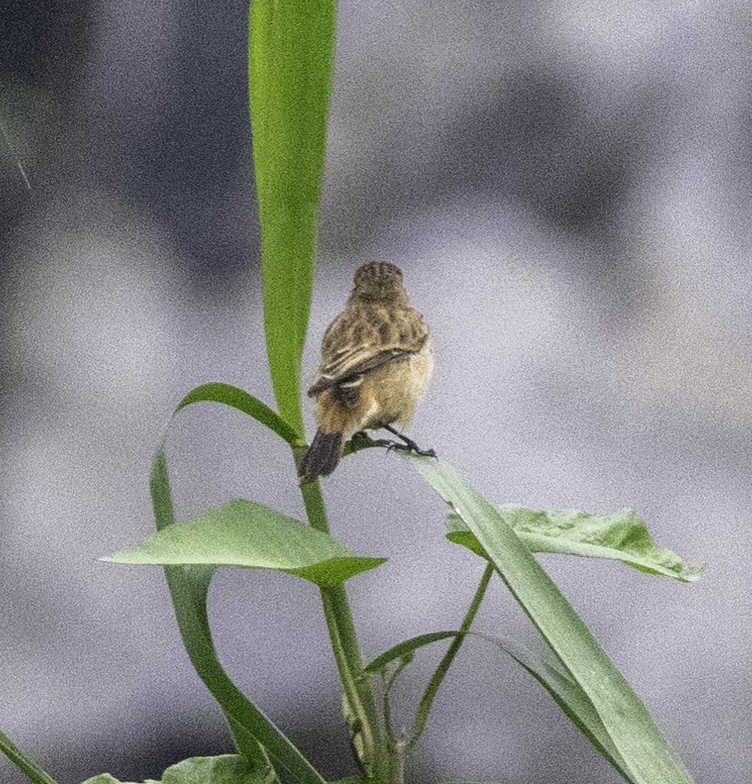 Tarier de Stejneger - ML647455253