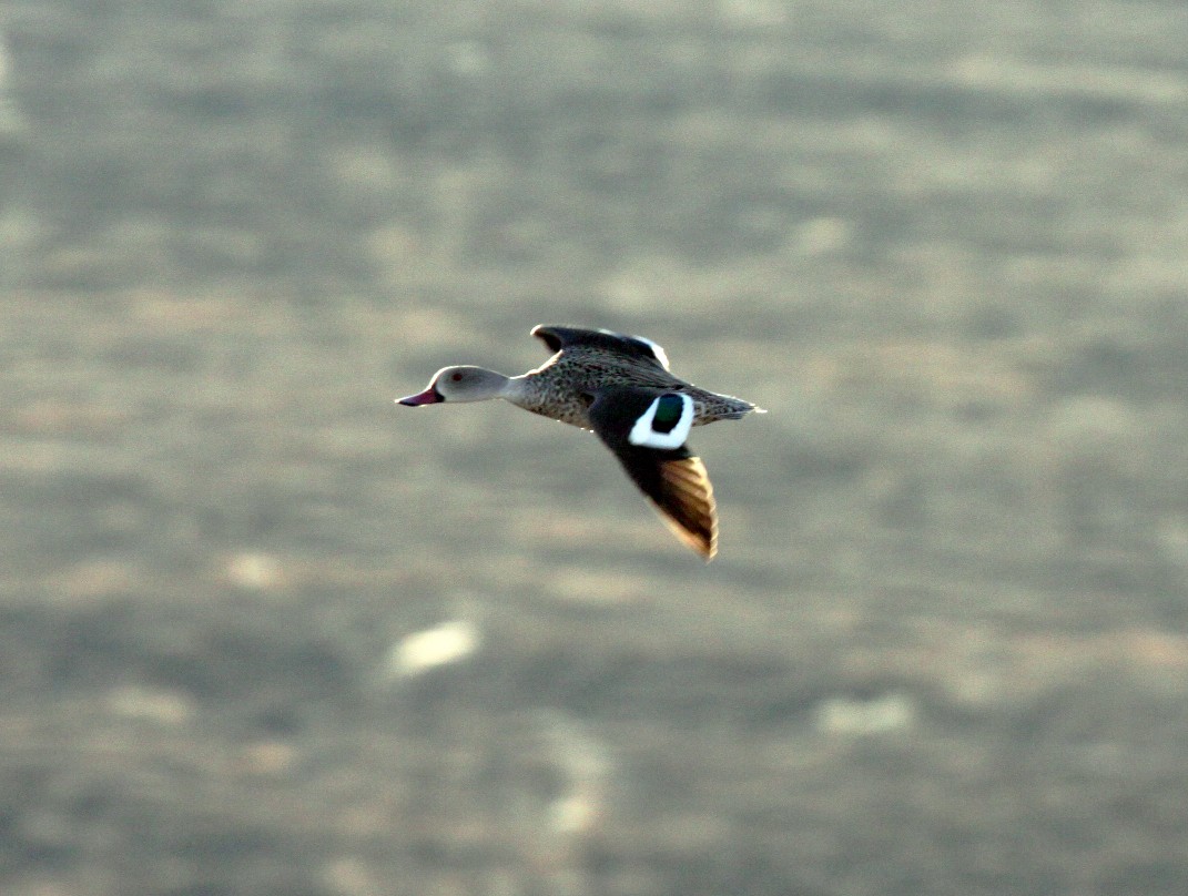 Canard du Cap - ML647455254