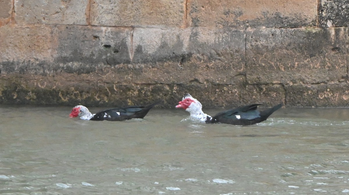 Canard musqué (forme domestique) - ML647455255