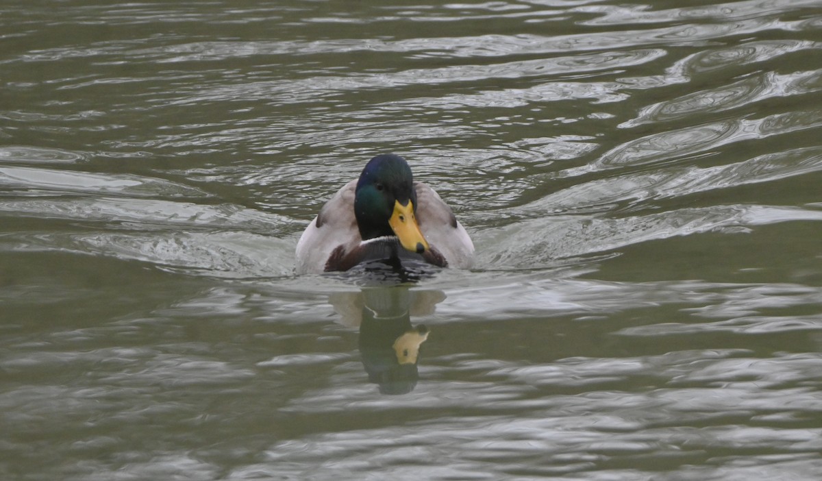 Canard colvert - ML647455257