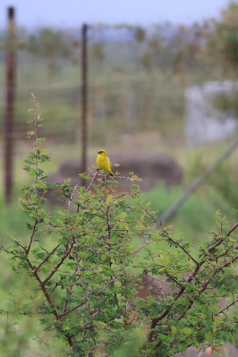 Serin soufré - ML647455258