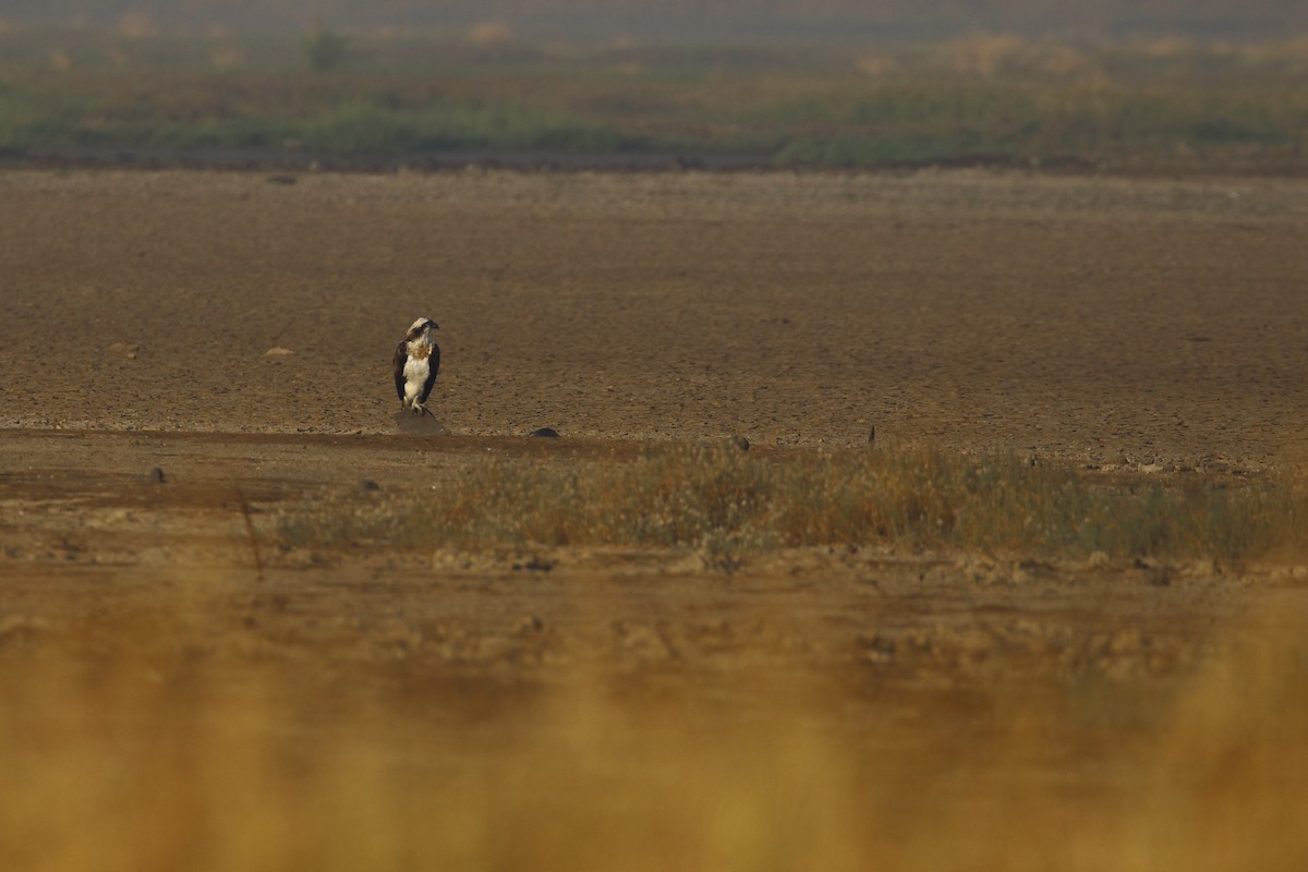 Balbuzard pêcheur - ML647455259