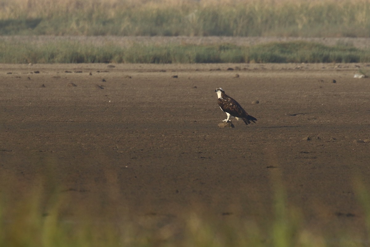 Balbuzard pêcheur - ML647455260