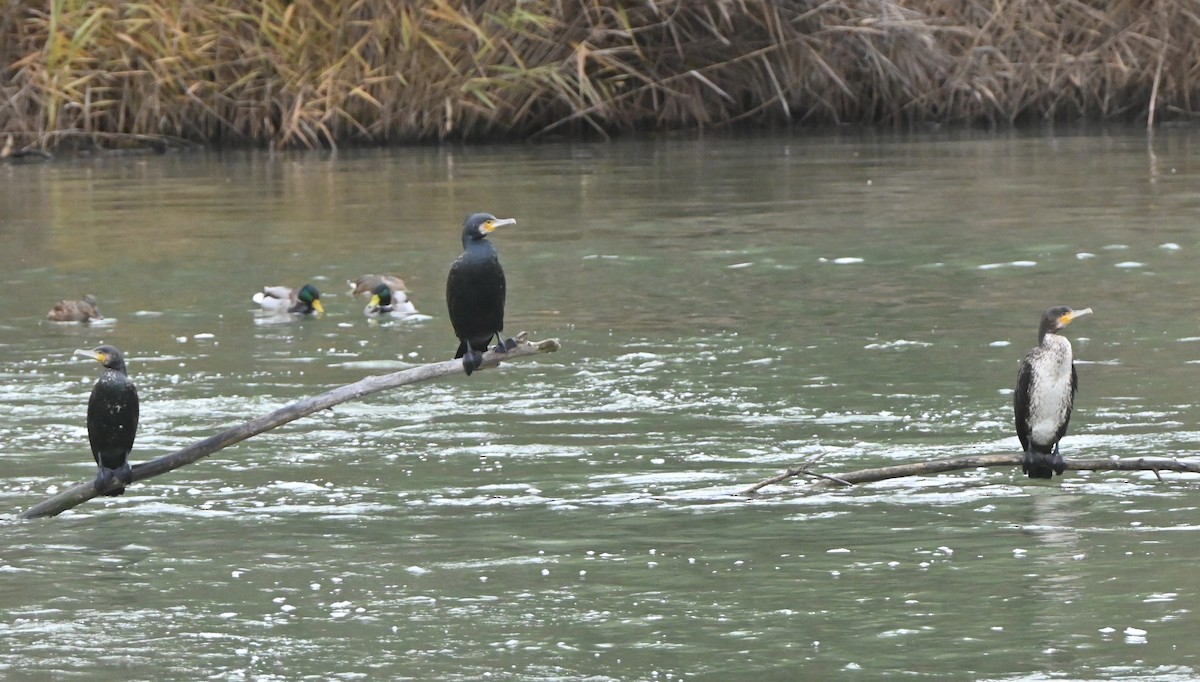 Grand Cormoran - ML647455261