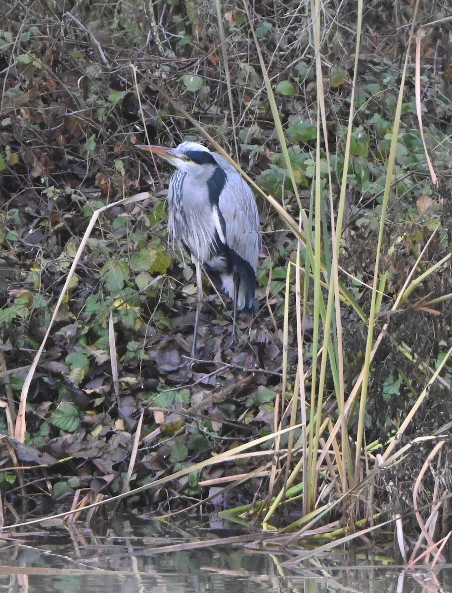 Héron cendré - ML647455262