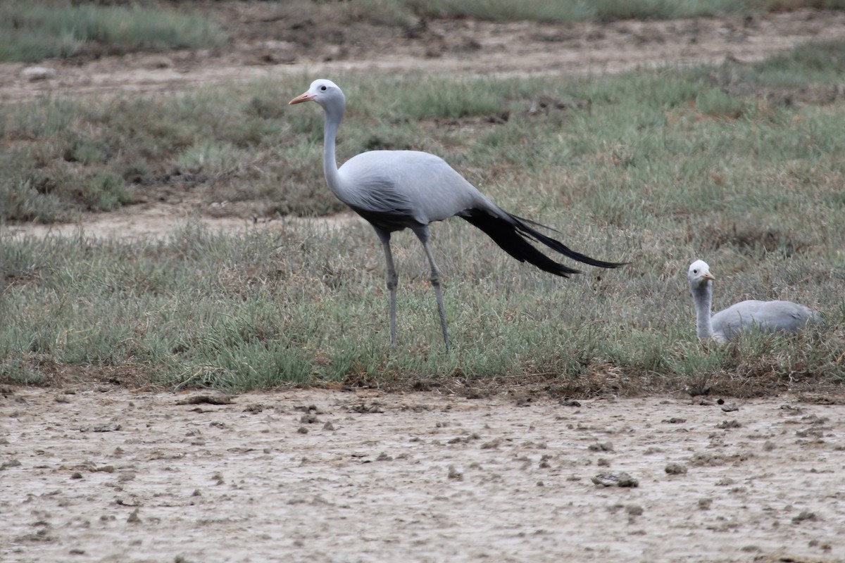 Grue de paradis - ML647455263