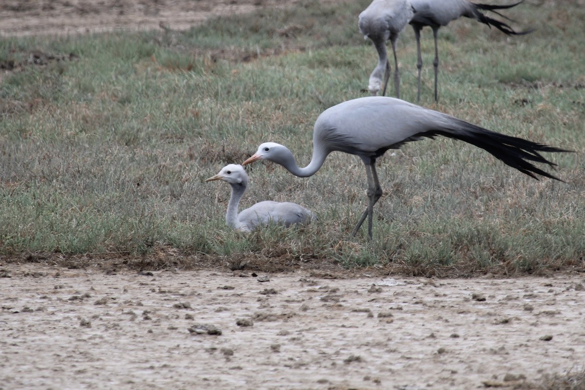 Grue de paradis - ML647455264