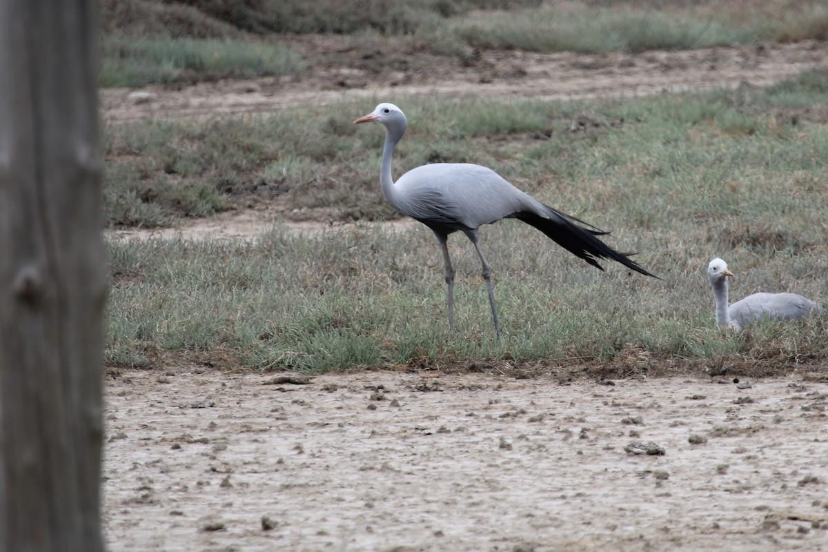 Grue de paradis - ML647455265