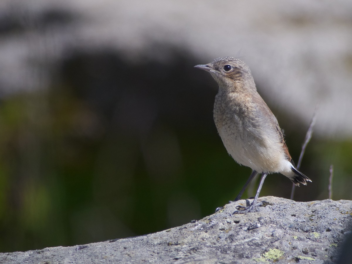 Traquet motteux - ML647455266