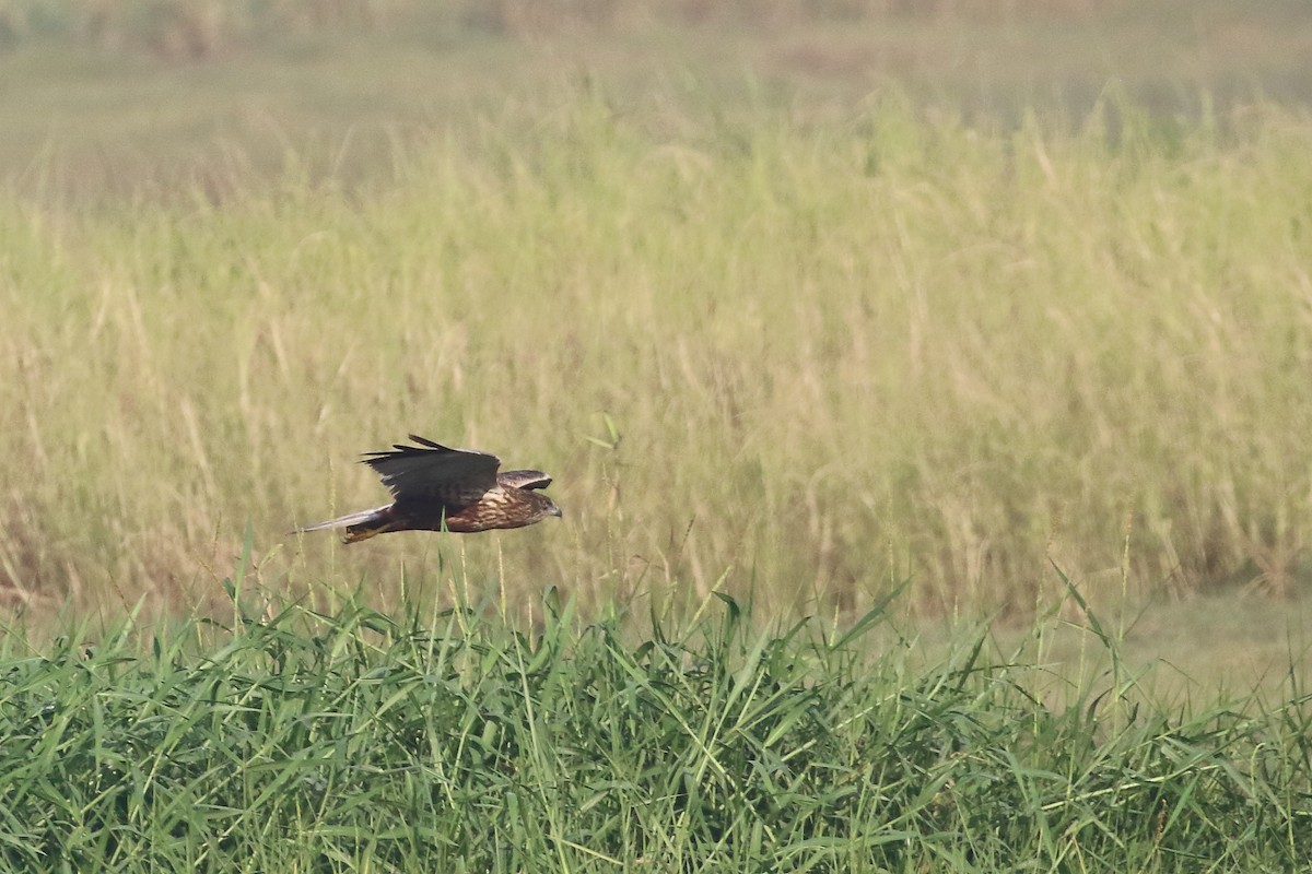 Busard des roseaux - ML647455267