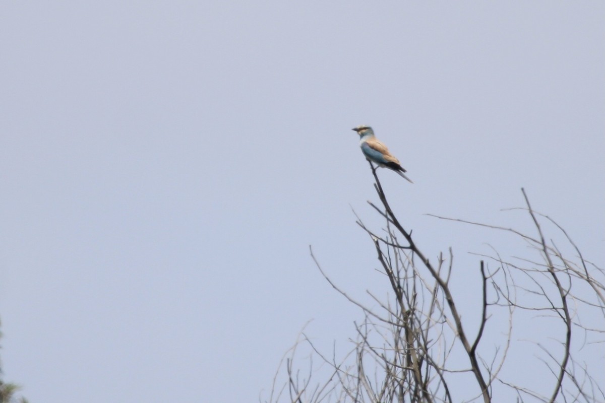 Rollier d'Europe - ML647455268