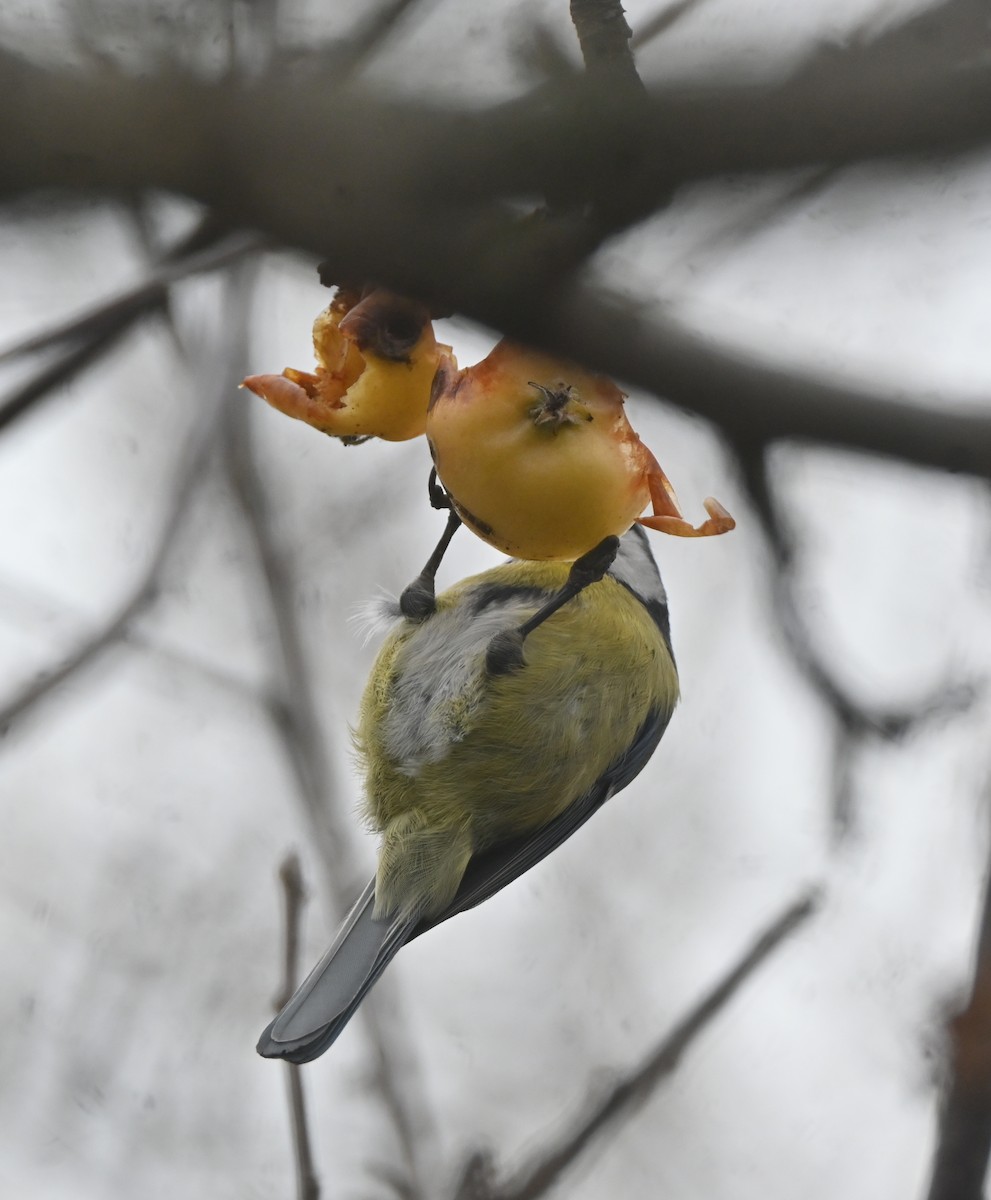 Mésange bleue - ML647455269