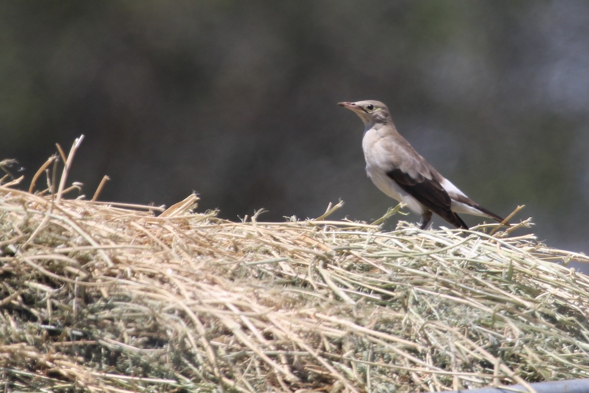 Étourneau caronculé - ML647455270